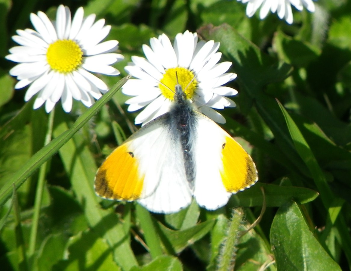 male orange tip